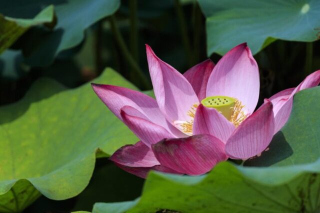 lotus, lotus root, lotus leaf, nymphaea, lotus root, lotus root, lotus root, lotus root, lotus root