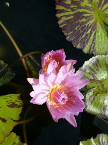 lotus, pink flower, lotus leaf
