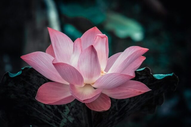 flower, lotus, nature, blossom, bloom, flower wallpaper, plant, garden, beautiful flowers, flora, aquatic plant, flower background, growth, botany, petals