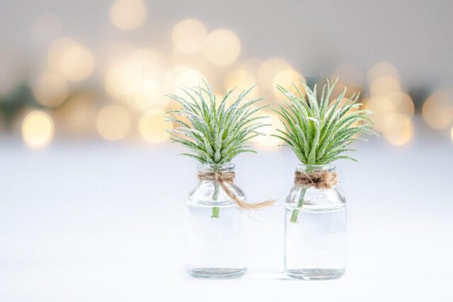 plants, bokeh, windows wallpaper, hd wallpaper, free background, close up, 4k wallpaper 1920x1080, cool backgrounds, nature, beautiful wallpaper, wallpaper 4k, full hd wallpaper, background, free wallpaper, glass, vase, laptop wallpaper, decoration, 4k wallpaper, mac wallpaper, desktop backgrounds, wallpaper hd, botany