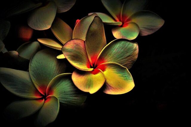 blossoms, colored, abstract, picturesque, multi coloured, abstract, abstract, abstract, abstract, abstract