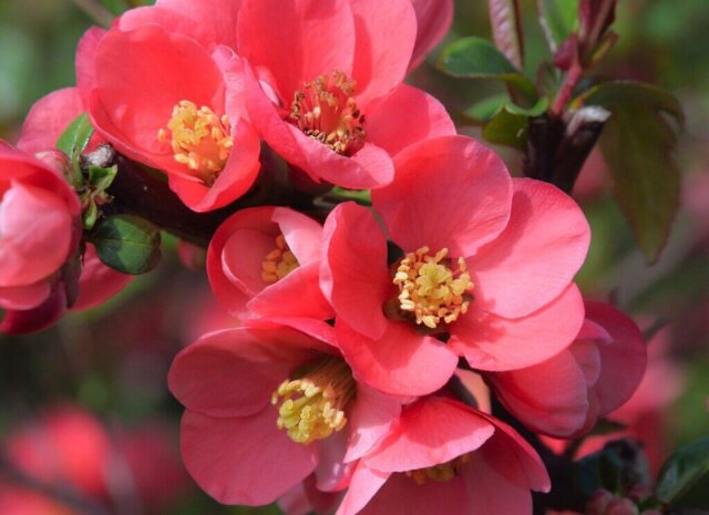 pink flowers, woodland flowers, drink, pink, flowers, flower, beautiful flowers, flower background, spring, flower wallpaper, romantic, nature, roses, pastel, perfume, love, book, bible, quote, digital, soap, garden, vintage, heart, to close, romance, treasure