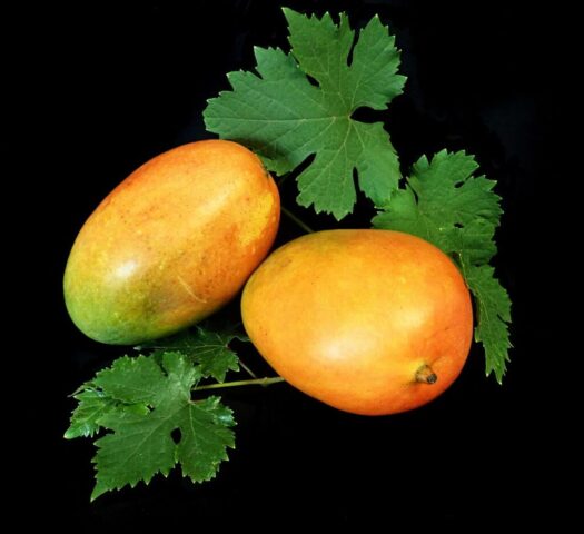 Photo by cocodillaa.com fruit, tropical, mango, healthy, nature, summer, food, nutrition, diet