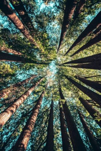 low angle photography of trees at daytime low angle photography of trees at daytime
