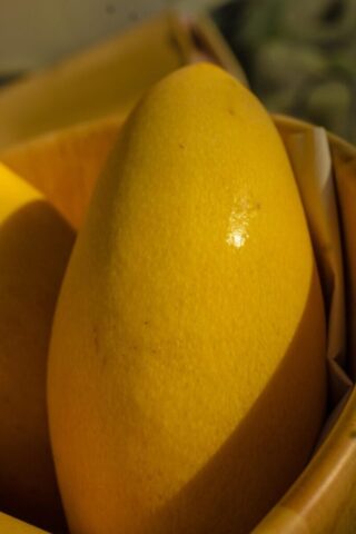 Photo by cocodillaa.com mango, fruit, food, healthy, fresh, sweet, vitamin, vegetarian, nutrition, colorful, nature, juicy, summer, delicious, yellow, thailand, photography, mango, mango, mango, mango, mango