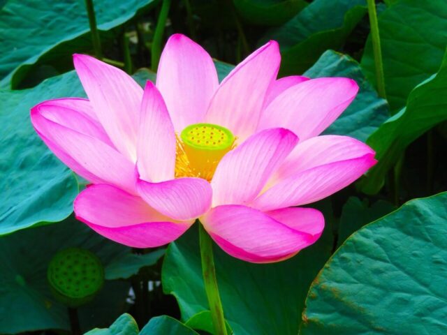 lotus, flower background, lotus leaf, beautiful flowers, flower, nature, summer, flower wallpaper, flowers