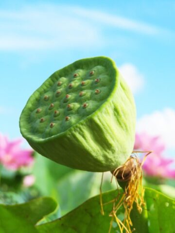 lotus, lotus leaf, flower background, nature, flower, summer, flower wallpaper, beautiful flowers, lotus seeds