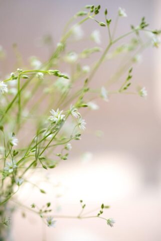 candy, nature, flowers, beautiful flowers, flower background, pastel, romantic, flower wallpaper, flora