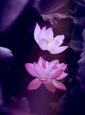 lotus, flower, nature, beautiful flowers, phone wallpaper, flower background, zen, plant, aesthetic wallpaper, iphone wallpaper, flower wallpaper