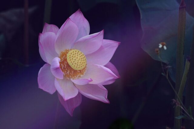 flower, lotus, nature, beautiful flowers, zen, leaves, flower background, flower wallpaper, plants, blossom