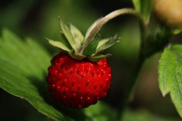 wild strawberry, strawberry, ripe, nature, macro, close-up, close up, close, berry, fruit, strawberry plant, red, vitamins, fresh, sweet, june, summer, leaves, delicious, wild strawberry, strawberry, strawberry, strawberry, strawberry, strawberry, strawberry plant, june, june, june, june