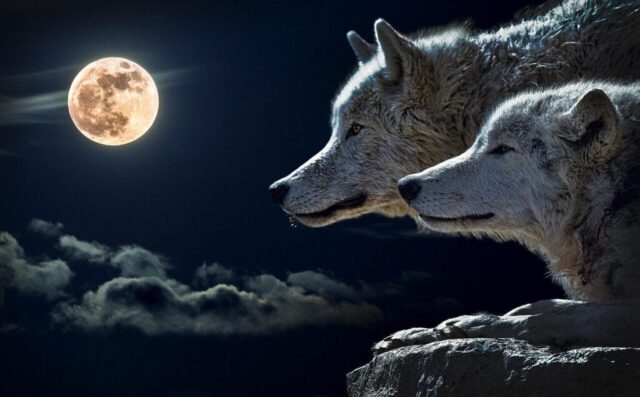 Photo by Cocodillaa.com wolf, moon, sky, nature, full moon, clouds, night sky, contrast, animal