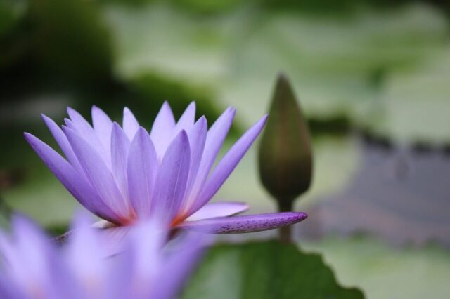 flower, lotus, flower wallpaper, petals, buds, pond, nature, beautiful flowers, blooming, flower background, botany