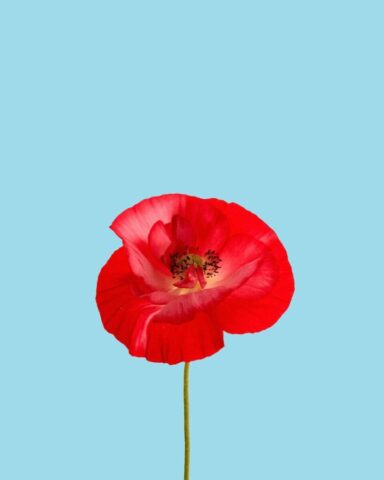 red poppy, poppy, bloom, red flower, nature, flora, blossom, floriculture, horticulture, botany, plant