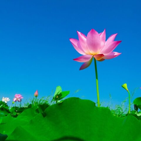 lotus, flower background, lotus leaf, flowering, beautiful flowers, flower wallpaper, nature, flower