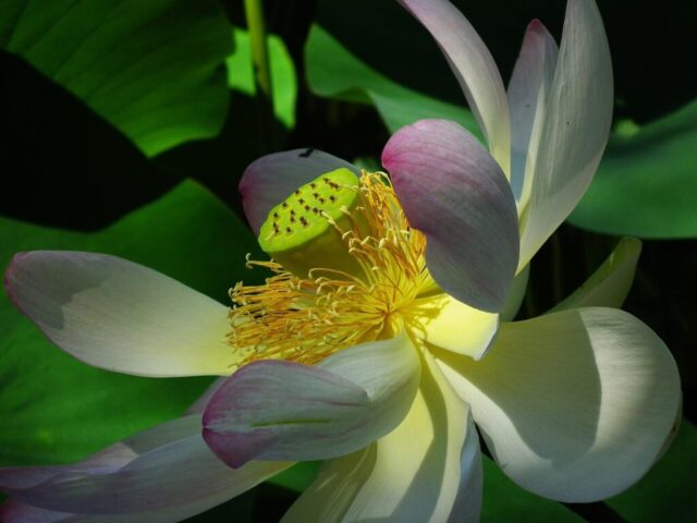lotus, flower background, flower, flower wallpaper, beautiful flowers, nature, aquatic plant, petals, lotus flower, flora, bloom, blossom, close up