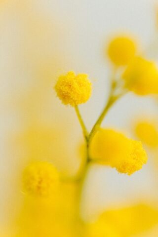 a close up of a yellow flower on a white background