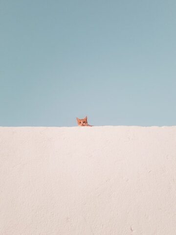 brown tabby cat on concrete roof during daytime