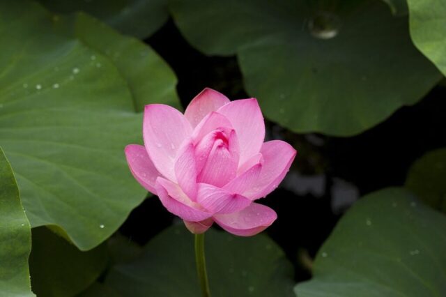 lotus, flower, lotus leaves, lotus flower, pink flower, petals, flower background, pink petals, dew, dewdrops, beautiful flowers, flower wallpaper, water droplets, aquatic plants, flora, nature, pond, plants