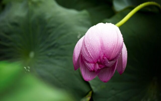 lotus, flower, dew, dewdrops, flower wallpaper, water droplets, flower background, lotus flower, petals, blooming, blossoming, flora, aquatic plant, beautiful flowers, plant, nature, single flower, close up