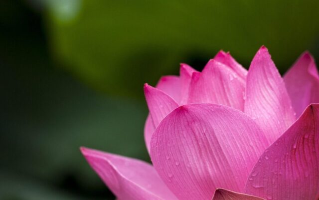 lotus, flower background, pink, flower, dew, dewdrops, water droplets, pink flower, beautiful flowers, lotus flower, petals, pink petals, bloom, blossom, flower wallpaper, aquatic plant, flora, nature, close up