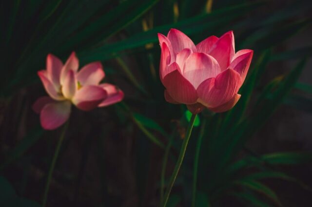 lotus, flower background, flower, plant, petals, pink petals, beautiful flowers, pink flower, water lily, bloom, aquatic plant, water plant, flora, pond, flower wallpaper, nature, closeup