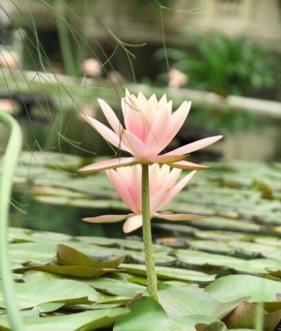 lotus, lotus in water, pink lotus, lotus, lotus, lotus, lotus, lotus