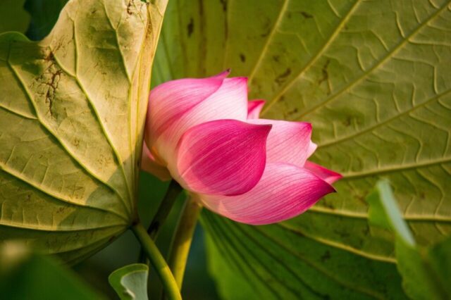 lotus, flower, pink flower, lotus flower, flower background, bloom, blossom, petals, pink petals, beautiful flowers, flower wallpaper, flora, aquatic plant, nature, close up