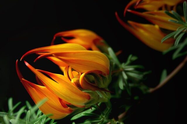 blossom, bloom, lotus, plant, flame, exotic, lotus flower, nature, bloom, lotus plants, indian lotus, flora, lotus, lotus, lotus, lotus, lotus, lotus flower