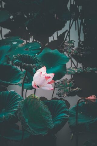 lotus, flower, lotus flower, lotus leaves, beautiful flowers, petals, lotus petals, flower background, flower wallpaper, bloom, blossom, aquatic plant, flora, nature