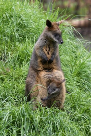 Photo by Cocodillaa.com wallaby, swamp wallaby, joey, zoo, mother, marsupial, meadow, australia, animal world, happy mothers day, mom, mum, mother and baby