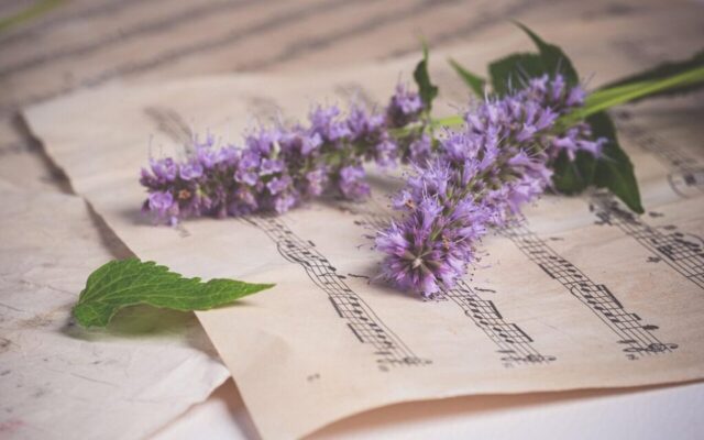 flowers, music sheet, vintage, wallpaper hd, 4k wallpaper 1920x1080, nature, desktop backgrounds, purple flowers, 4k wallpaper, peppermint flowers, flower background, laptop wallpaper, mac wallpaper, beautiful flowers, leaf, beautiful wallpaper, cool backgrounds, hd wallpaper, free background, full hd wallpaper, decoration, windows wallpaper, old sheet music, wallpaper 4k, free wallpaper, music, wallpaper, flower wallpaper, background