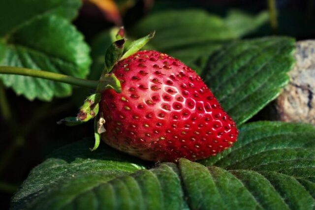 strawberry, fruit, food, fresh, healthy, ripe, organic, sweet, produce, harvest, nature, close up, strawberry, strawberry, strawberry, strawberry, strawberry