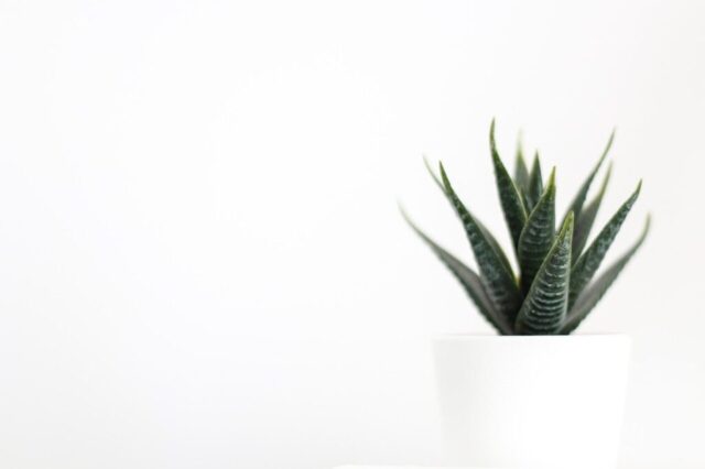 plant, nature, cactus, botany, decoration, cactus, cactus, cactus, cactus, cactus
