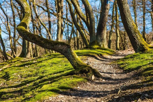 forest, hiking, trees, path, trail, mossy, forest trail, nature path, nature trail, woods, woodlands, forest path, away, moss, nature, outdoors, forest, forest, forest, hiking, hiking, hiking, hiking, hiking, path, path, trail forest, hiking, trees, path, trail, mossy, forest trail, nature path, nature trail, woods, woodlands, forest path, away, moss, nature, outdoors, forest, forest, forest, hiking, hiking, hiking, hiking, hiking, path, path, trail