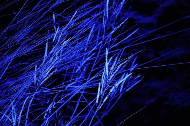 grass, nature, blades of grass, blue grass, illuminated, blue light, stalks