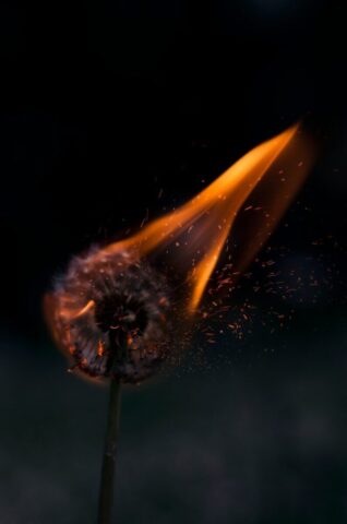 burning white dandelion