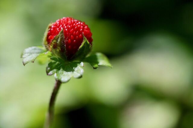 wild strawberry, wild strawberries, fragaria vesca, red fruits, ground cover, red berry, berry, alpine strawberry, carpathian strawberry, nature, close up