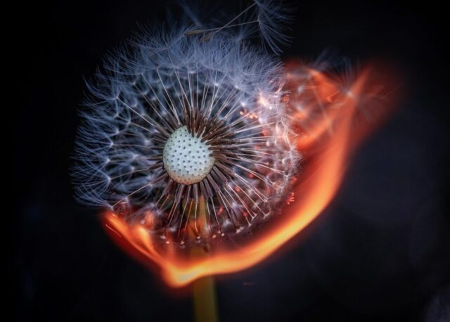 dandelion, flower, fire, burn, burning, flame, nature, flower wallpaper, stunning, outdoors, macro, flower background, beautiful flowers, plant