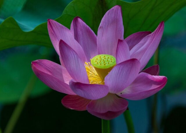 lotus, flower, flower wallpaper, plant, lotus flower, pink flower, pink lotus, aquatic plant, beautiful flowers, flower background, bloom, flora, nature, closeup