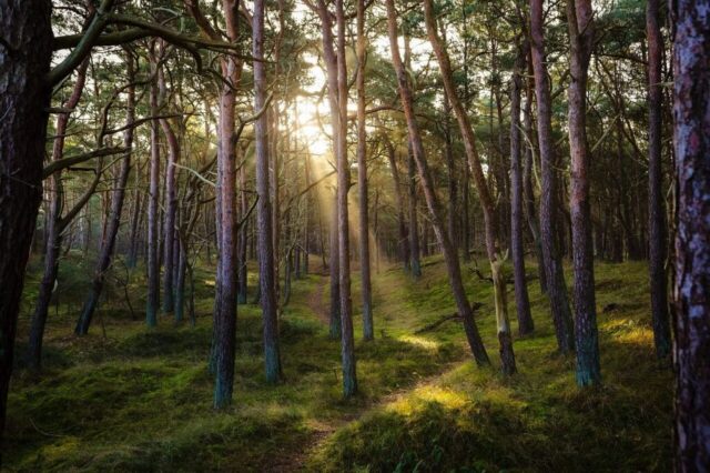 forest, nature, sun, sunbeams, idyllic, pine forest, woods, wilderness, forest, forest, forest, forest, forest, pine forest forest, nature, sun, sunbeams, idyllic, pine forest, woods, wilderness, forest, forest, forest, forest, forest, pine forest