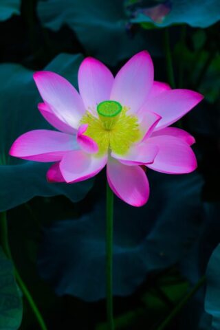 lotus, lotus flower, petals, bloom, beauty, flora, botany