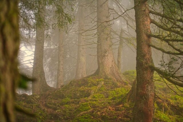 forest, fog, coniferous forest, landscape, nature, trees, woods, forest, forest, forest, forest, forest forest, fog, coniferous forest, landscape, nature, trees, woods, forest, forest, forest, forest, forest