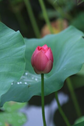 lotus, lotus bud, red lotus, lotus leaves, water droplets, raindrops, phone wallpaper, aquatic plants, hd wallpaper, pond