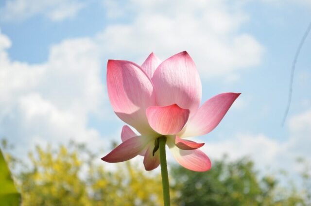 lotus, nature, sky