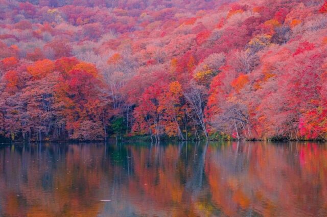 autumn, forest, lake, nature, landscape, fall, maple forest autumn, forest, lake, nature, landscape, fall, maple forest
