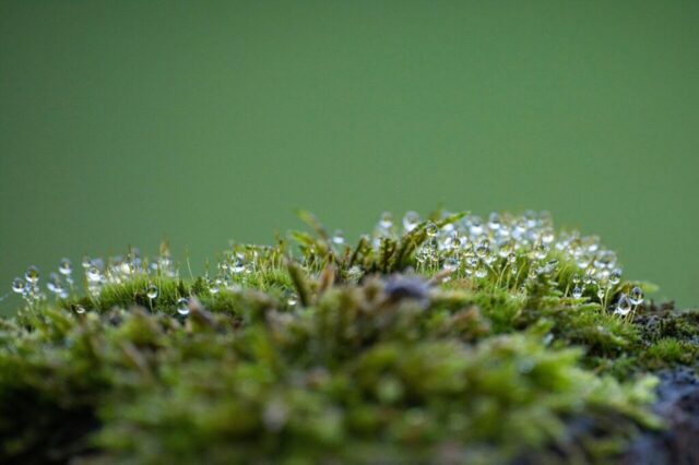 moss, forest, forest floor, wet, dew, dewdrop, spores, lichen, nature, fall, moss, moss, moss, moss, moss, forest, forest, forest, forest floor, lichen, nature, fall moss, forest, forest floor, wet, dew, dewdrop, spores, lichen, nature, fall, moss, moss, moss, moss, moss, forest, forest, forest, forest floor, lichen, nature, fall