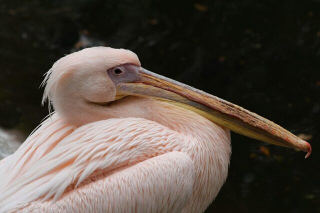 pelican, bird, waterfowl, plumage, animals, fauna, nature, pink pelican, pelecanus onocrotalus, beak, close up, animal portrait, pink, pastel pink, pelican, pelican, pelican, pelican, pelican, bird, animals, nature, pink, pink, pink, pink, pink