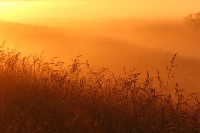 fog, landscape, sunrise, nature, dusk, mood, summer, meadow, morning hour, dawn, sun, light, reeds, field, landscape, landscape, sunrise, sunrise, sunrise, sunrise, sunrise, nature, meadow, dawn