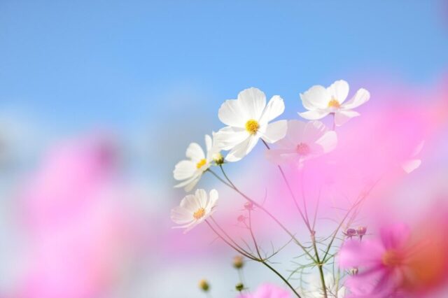 cosmos, flowers, hanahata, natural, flower wallpaper, flower background, plant, nature, blue sky, beautiful flowers, autumn, japan, landscape, pink